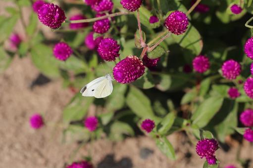 モンシロチョウとアザミの花2 モンシロチョウ,花,アザミの写真素材