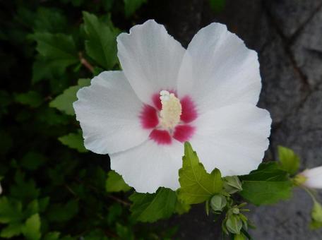 [Flower photo] White Rose of Sharon, JPG