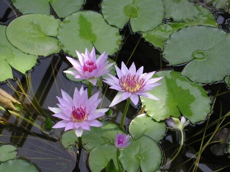 スイレン・睡蓮　咲く風景 水生植物,スイレン,自然の写真素材