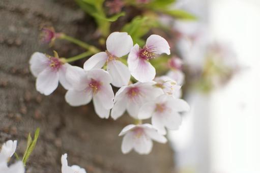 桜花の写真
