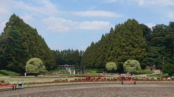 相模原公園の庭園が織りなす美しい景色 相模原公園の庭園が織りなす美しい景色の写真