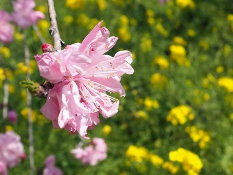 八重桜と菜の花の写真