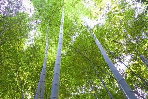 京都嵐山 竹林の小径の自然美 京都嵐山 竹林の小径の自然美 竹林の小径,竹林,竹の写真素材