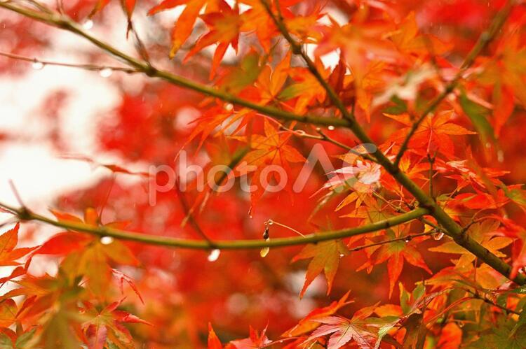 もみじのしずく３ 紅葉,もみじ,モミジの写真素材