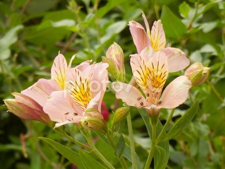 【花の写真】アルストロメリア アルストロメリア,百合水仙,ユリズイセの写真素材