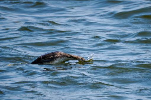 カンムリカイツブリの若鳥⑺ カンムリカイツブリの若鳥⑺の写真