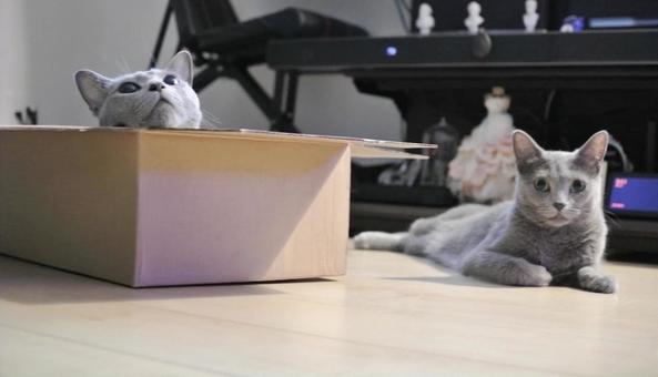 段ボールに入る猫とカメラ目線の猫 段ボールに入る猫とカメラ目線の猫 猫,ロシアンブルー,かわいいの写真素材