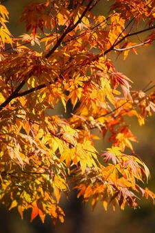 イロハモミジ 2013 18 イロハモミジ 2013 18の写真