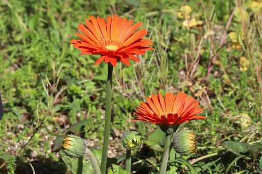 ガーベラの花 ガーベラの花の写真