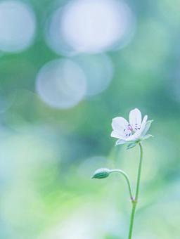 野の花の写真