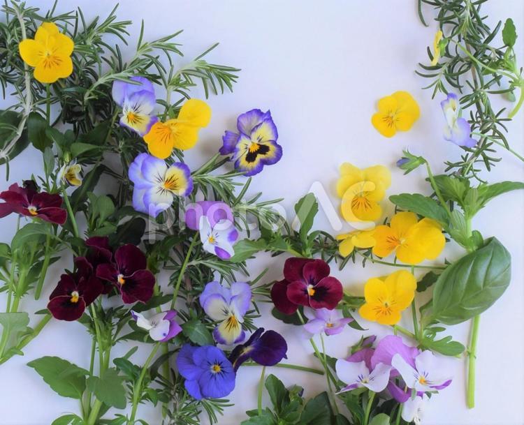 ハーブとビオラ、エディブルフラワーの花、食用花       エディブルフラワー,食用花,食べ物の写真素材