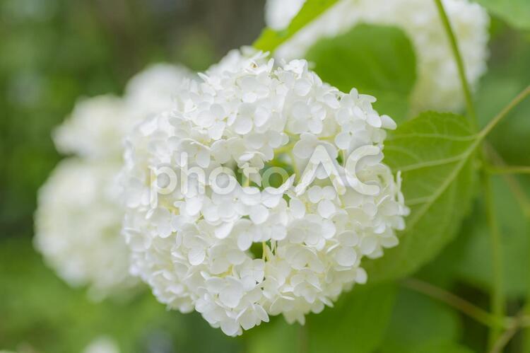 梅雨の季節に映える紫陽花の花 あじさい,梅雨,雨季の写真素材