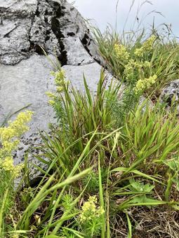 キバナノカワラマツバ キバナノカワラマツバ,キバナカワラマツバ,黄花河原松葉の写真素材