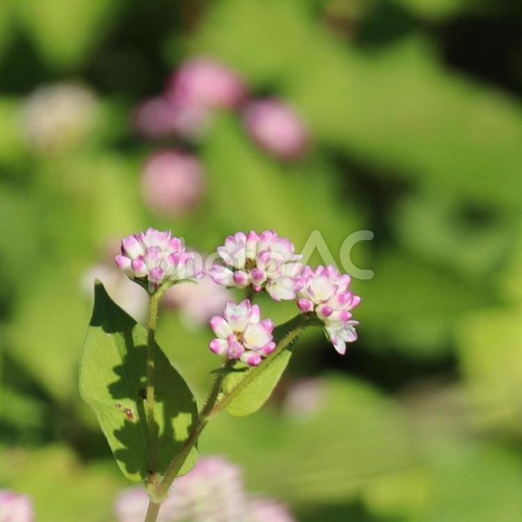 ミゾソバ　 秋の花,ミゾソバ,川辺の写真素材