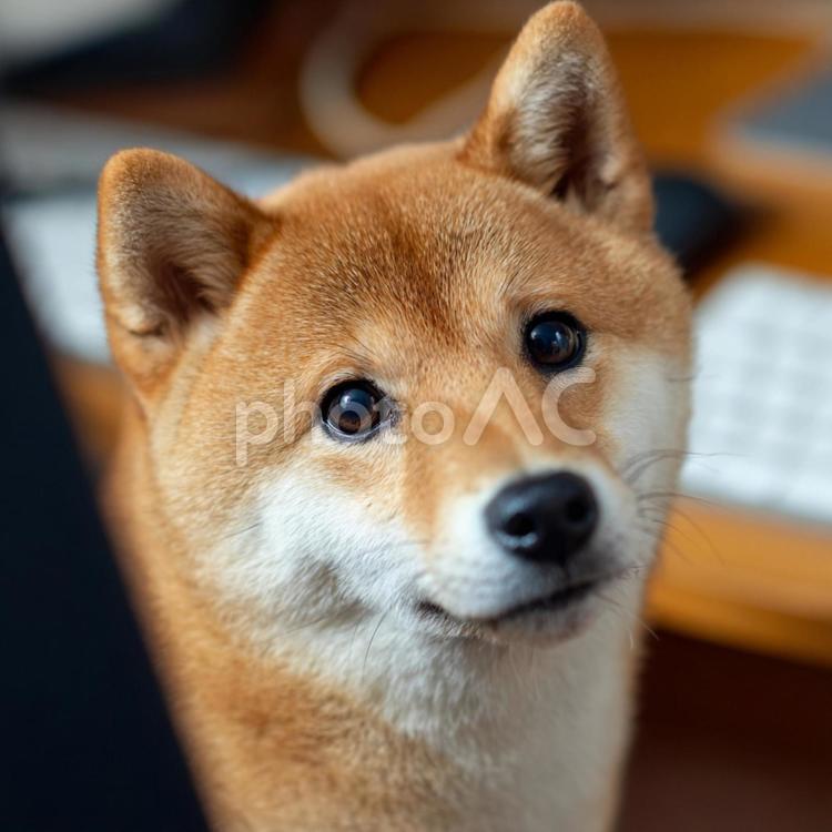 仕事の合間に癒やしをくれる柴犬 柴犬,犬,ペットの写真素材