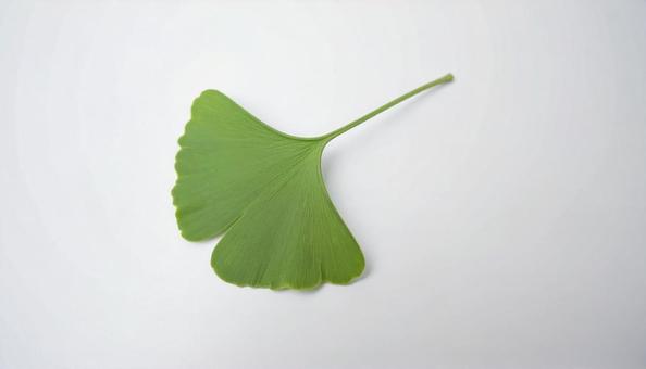 緑のイチョウの葉　白背景　秋素材の写真