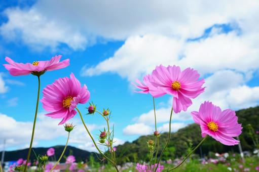 コスモス コスモス コスモス,こすもす,こすもす畑の写真素材