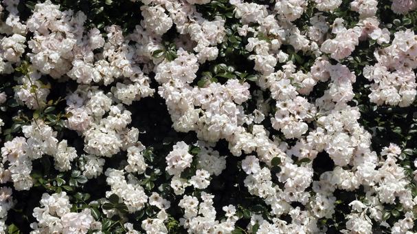 ばらの花 ばらの花の写真