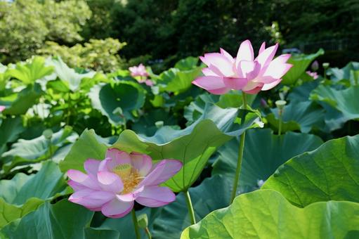 町田薬師池公園の大賀ハス 町田薬師池公園の大賀ハスの写真