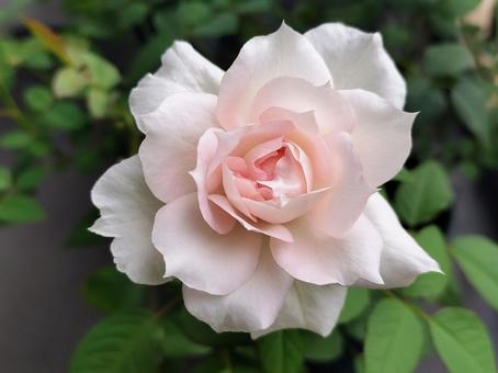 ベランダのバラ・シャリマーの写真