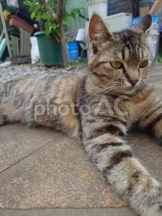 キジトラネコ ねこ,ネコ,動物の写真素材