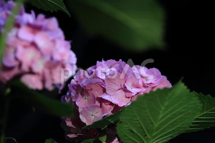 雨上がりのあじさい アジサイ,花,装飾花の写真素材
