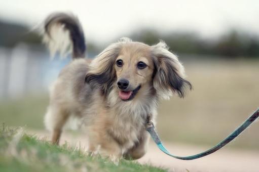 ワンコのポートレート 犬,カニンヘン,カニンヘンダックスフンドの写真素材