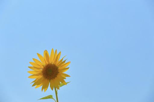 2025 向日葵 2 2025 向日葵 2の写真