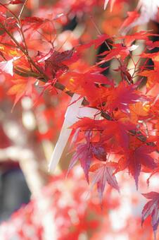 染まった願い 秋,紅葉,もみじの写真素材