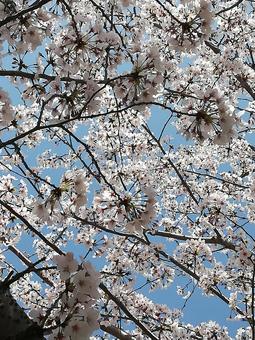 桜 桜の写真