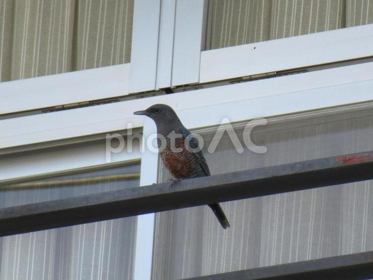 烏山まで飛んできたオスのイソヒヨドリ イソヒヨドリ,鳥,野鳥の写真素材