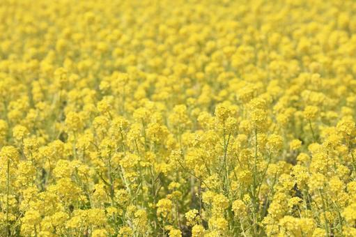 一面に咲く菜の花（三重県名張市） 菜の花,咲く,花畑の写真素材