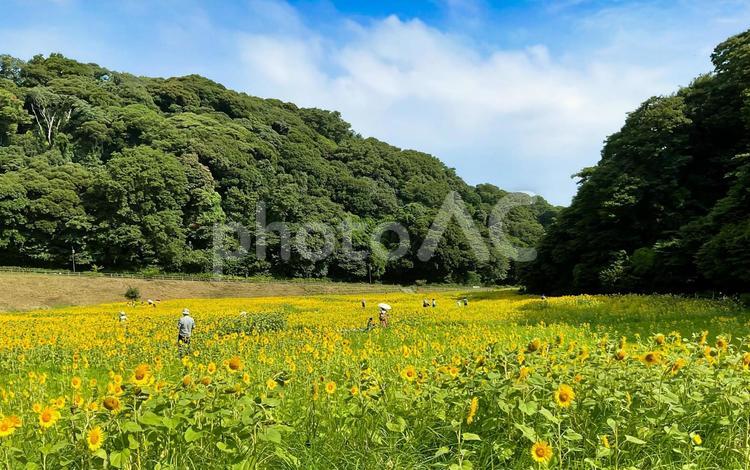 くりはま花の国　8月のひまわり畑 向日葵畑,ヒマワリ,花畑の写真素材