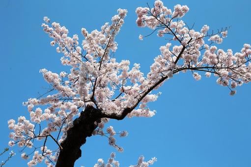 フォルムが美しい函館公園の桜の花 フォルムが美しい函館公園の桜の花 桜の花,函館,公園の写真素材