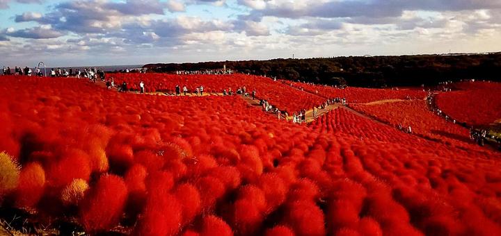 赤く紅葉したコキアが広がるみはらしの丘 赤く紅葉したコキアが広がるみはらしの丘 ひたち海浜公園,コキア,紅葉の写真素材
