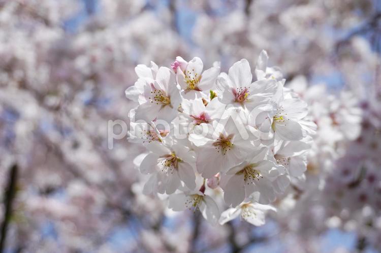 桜 さくら,サクラ,桜の写真素材