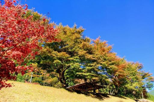 波賀町原りんご園紅葉 波賀町原りんご園紅葉の写真