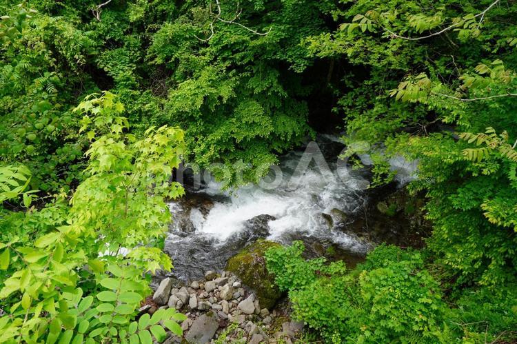 森の中の水の風景 川,渓流,流れの写真素材