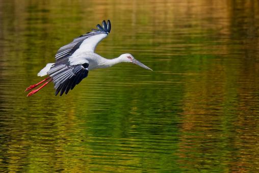 飛行中のコウノトリ、グリーンバック コウノトリ,鸛,幸せを運ぶ鳥の写真素材