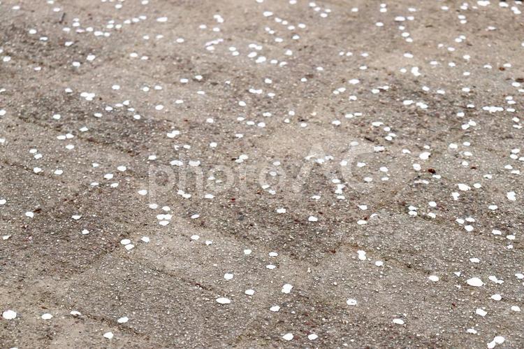 春　桜　ソメイヨシノ 春,桜,ソメイヨシノの写真素材