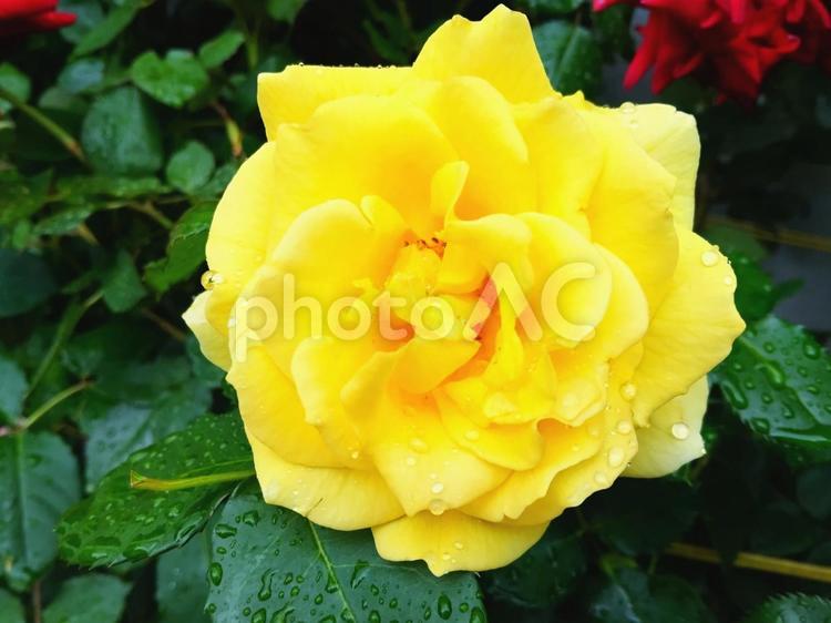 雨上がりの鮮やかな黄色いバラ 花,黄色いバラ,黄色の写真素材