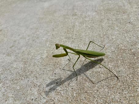 カマキリ カマキリ カマキリ,昆虫,虫の写真素材