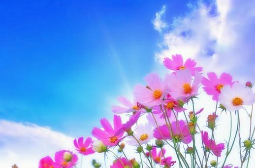 Pink cosmos flowers with blue sky, clouds and sunlight, JPG