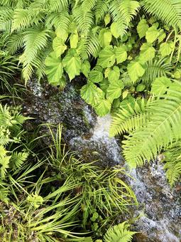 小川とシダ植物 小川,光,シダ植物の写真素材