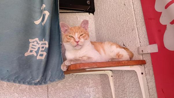 Cat on the altar, blessings, JPG