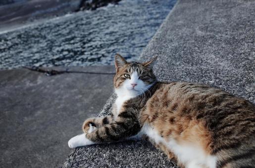 海風を感じる猫の横顔 海風を感じる猫の横顔 猫,ペット写真,野良猫の写真素材