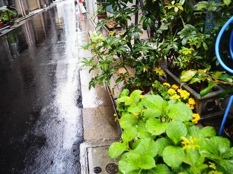 雨の日の道 雨の日の道の写真