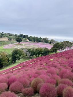 ピンクに色づくコキアと花畑のある風景 ピンクに色づくコキアと花畑のある風景 秋,コキア,コキア畑の写真素材