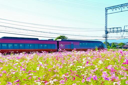 コスモス畑沿線を快走する ひのとり 近鉄電車,近鉄大阪線,沿線の写真素材