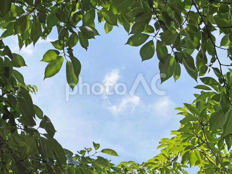 神田川6月：新緑のフレーム 2025 緑樹,葉,木の写真素材